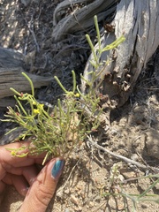 Camissonia pusilla