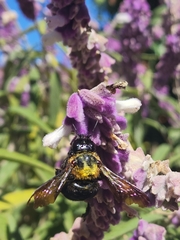 Xylocopa eximia
