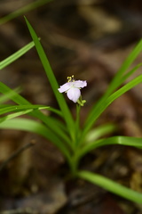 Callisia rosea
