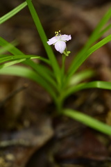 Callisia rosea