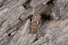 Putoniessa