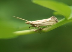 Plutella porrectella