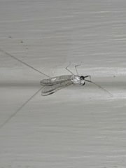 Maccaffertium terminatum