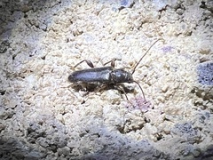 Phymatodes
