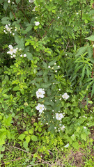 Rubus argutus