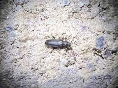 Phymatodes