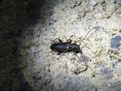 Phymatodes