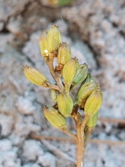 Triglochin concinna concinna