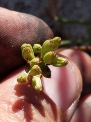 Triglochin concinna concinna