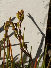 Triglochin concinna concinna