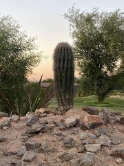 Carnegiea gigantea