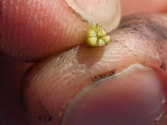 Triglochin concinna concinna