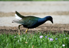 Porphyrio martinica
