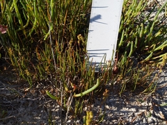 Triglochin concinna concinna