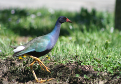 Porphyrio martinica