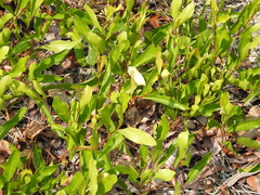 Geobalanus oblongifolius