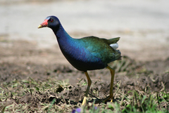 Porphyrio martinica