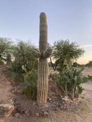 Carnegiea gigantea
