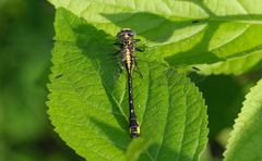 Hylogomphus apomyius