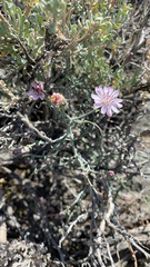 Stephanomeria parryi