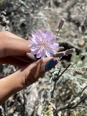 Stephanomeria parryi