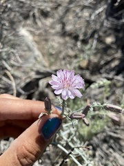 Stephanomeria parryi