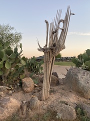 Carnegiea gigantea
