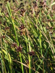 Juncus phaeocephalus