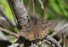 Erynnis telemachus