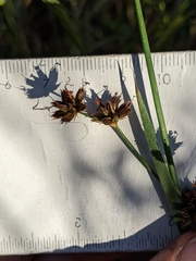Juncus phaeocephalus
