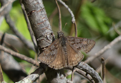Erynnis telemachus