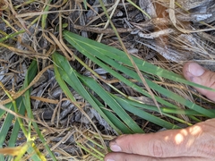 Juncus phaeocephalus