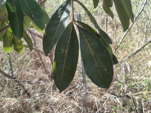 Cossinia pinnata, photograph 2
