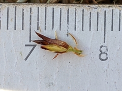 Juncus phaeocephalus