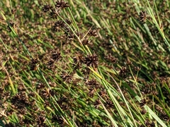 Juncus phaeocephalus