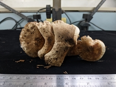 Leucoagaricus mucrocystis