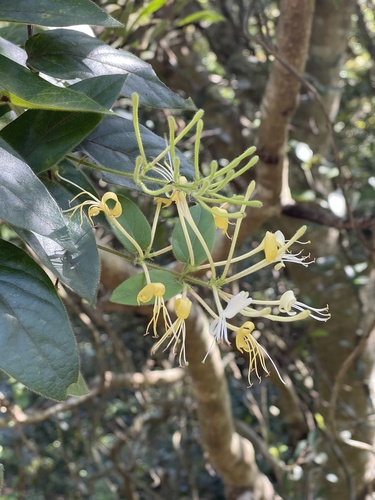Lonicera macrantha, photograph 6