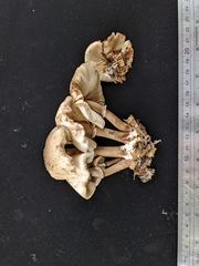 Leucoagaricus mucrocystis