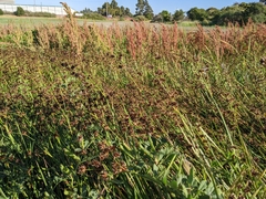 Juncus phaeocephalus