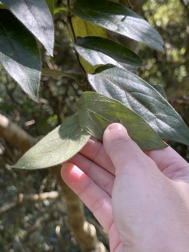 Lonicera macrantha, photograph 5