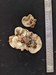 Leucoagaricus mucrocystis