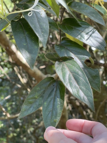 Lonicera macrantha, photograph 4