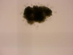 Dolichospermum