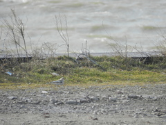 Plectrophenax nivalis