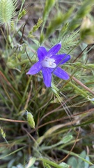 Brodiaea insignis