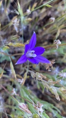 Brodiaea insignis