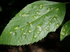 Pachypsylla celtidisasterisca