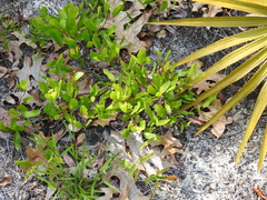 Geobalanus oblongifolius