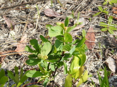 Polygonella macrophylla