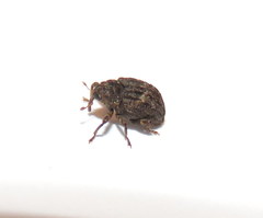 Eubulus